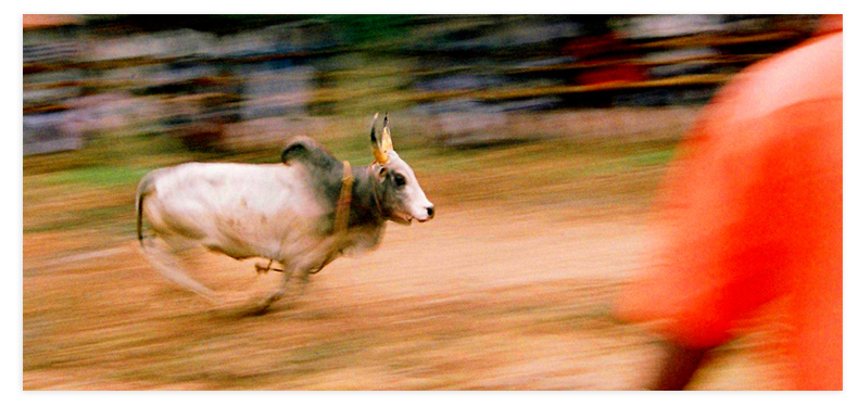Jallukattu, The great Indian Bull Fight